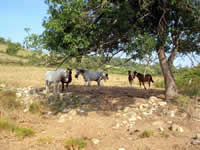 Cavalos no vale da Cabrela