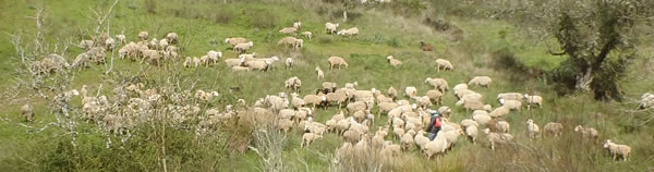rebanho de ovelhas no vale da cabrela